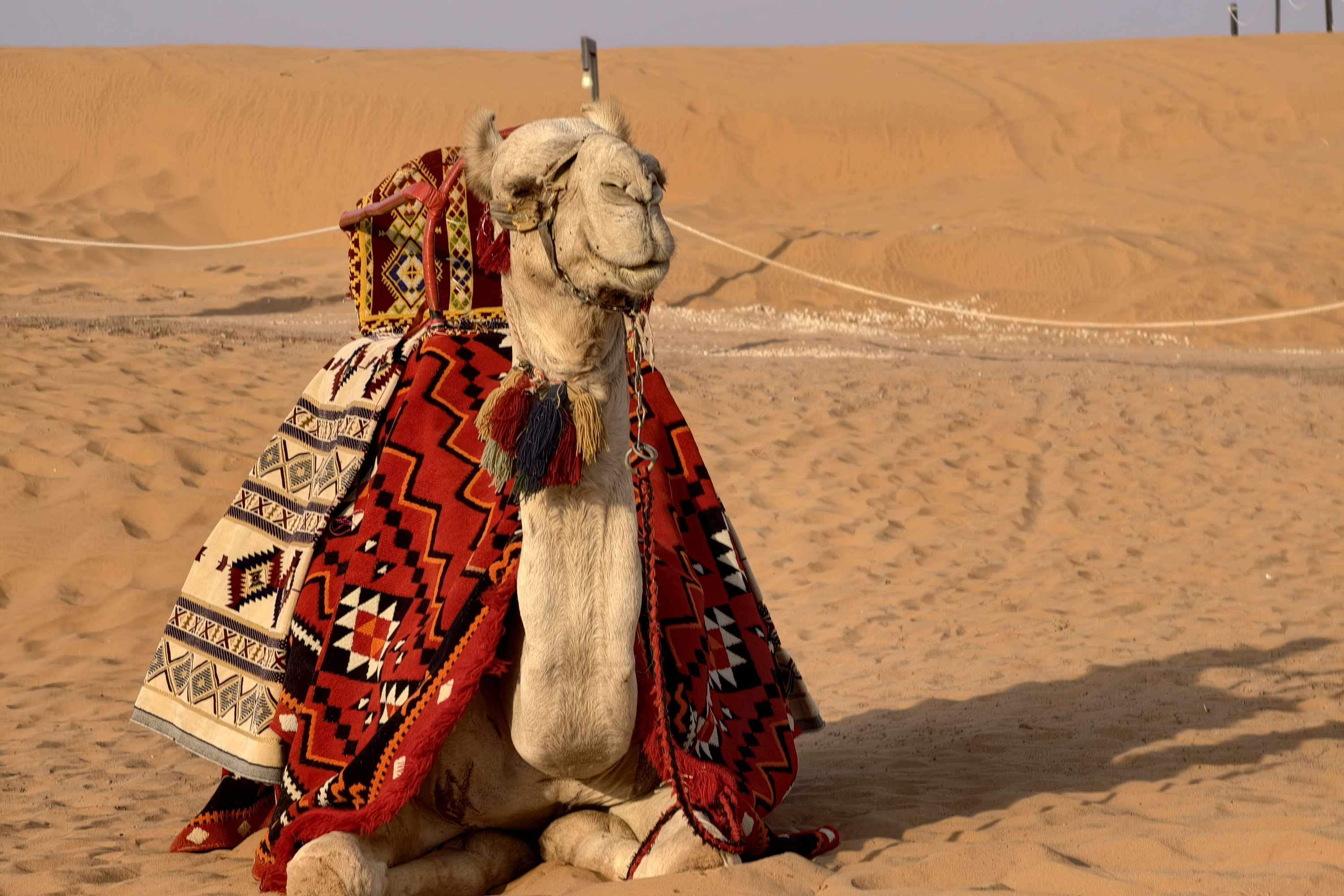 Camel Riding